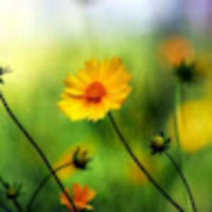 Meet your Posher, Minh thu